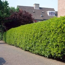 Greenfinity Cherry Laurel 9 Greenfinity Cherry Laurel -Green Plant Store Greenfinity Laurel 3 FGT