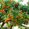 Hamlin Sweet Orange Tree -Green Plant Store Hamlin Orange FGT 600x600 6b2410e4 cdd2 4121 85d6 6a5985009e41
