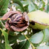 Hardy Pecan -Green Plant Store Hardy pecan FGT 600x600 e00b4782 e4b1 41dd a9a1 1a9a9e073bb8