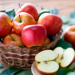 Fuji & Haralson Twisted Apple Tree -Green Plant Store Harelson