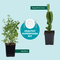 Goji Berry -Green Plant Store Healthy Superfoods Kit Graphic ceafb56f 8262 49e7 9792 ea28ea2e548e