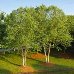 Green Plant Store 14 Heritage® River Birch