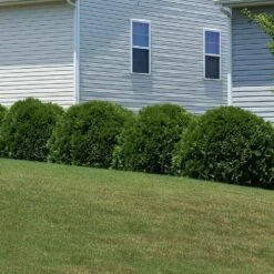 Hetz Midget Thuja Shrub -Green Plant Store Hetz Midget Thuja 6