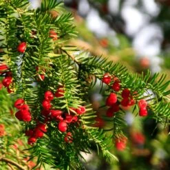 Hicks Yew Tree 13 Hicks Yew Tree -Green Plant Store Hicks Yew7 FGT