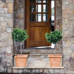 Dwarf Hinoki Cypress Tree -Green Plant Store Hinoki Cypress Standard 2 6bc85b90 3eec 439f 92d1 ae3e8dfe164a