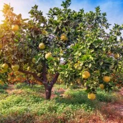 Hirado Pummelo Tree -Green Plant Store Hirado Pummelo 1