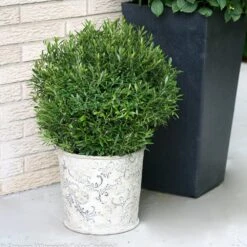 Gem Box® Holly Shrub 8 Gem Box® Holly Shrub -Green Plant Store Holly Gem Box 2 FGT