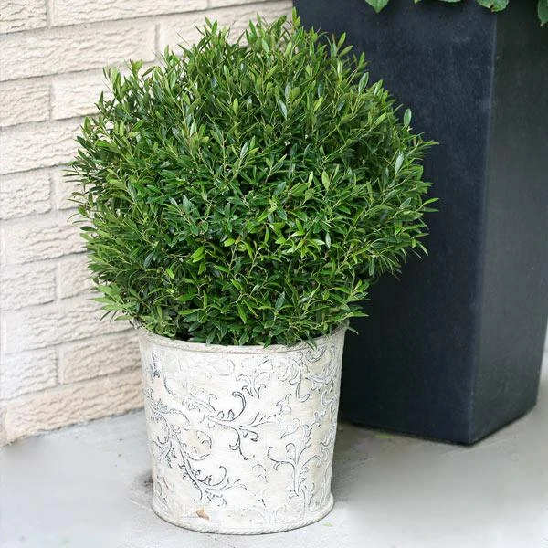 Gem Box® Holly Shrub 3 Gem Box® Holly Shrub