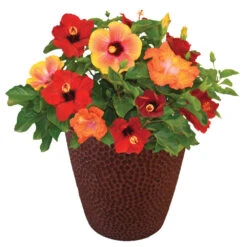 Bloom Bash® Hollywood® Hibiscus 10 Bloom Bash® Hollywood® Hibiscus -Green Plant Store Hollywood Hibiscu BLoom Bash 1