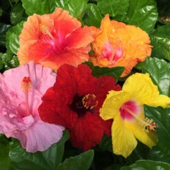 Bloom Bash® Hollywood® Hibiscus 12 Bloom Bash® Hollywood® Hibiscus -Green Plant Store Hollywood Hibiscu BLoom Bash 2
