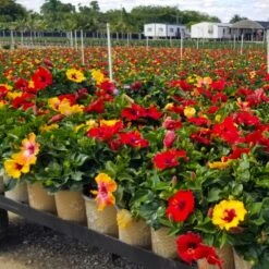 Bloom Bash® Hollywood® Hibiscus 11 Bloom Bash® Hollywood® Hibiscus -Green Plant Store Hollywood Hibiscu BLoom Bash 4