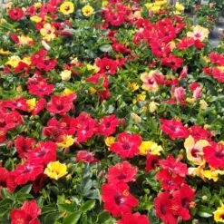 Bloom Bash® Hollywood® Hibiscus 13 Bloom Bash® Hollywood® Hibiscus -Green Plant Store Hollywood Hibiscu BLoom Bash 5