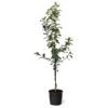 Honeycrisp™ & Cortland Twisted Apple Tree -Green Plant Store Honeycrisp Cortland Twisted Apple Tree 600x600 30521081 12b0 440d 8d23 47af0082d65e