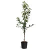 Honeycrisp™ & McIntosh Twisted Apple Tree -Green Plant Store Honeycrisp McIntosh Twisted Apple Tree 600x600 826b2b28 7525 488f a548 c5c29647b102