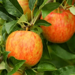 Honeycrisp™ & Sweet Sixteen Twisted Apple Tree -Green Plant Store Honeycrisp Apple 1 FGT efb35668 b4ca 45ab bd02 64faf523a0bc
