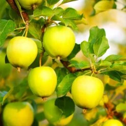 Honeygold Apple Tree 9 Honeygold Apple Tree -Green Plant Store Honeygold Apple 7