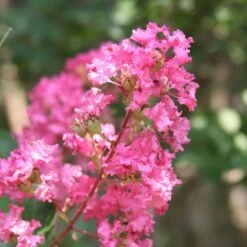 Hopi Crape Myrtle -Green Plant Store Hopi Crape Myrtle 1