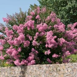 Hopi Crape Myrtle -Green Plant Store Hopi Crape Myrtle 5