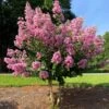 Hopi Crape Myrtle -Green Plant Store Hopi Crape Myrtle FGT 600x600 f056a88a 0534 44fb 9b52 5b38e7e51bd1