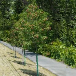 Hot Wings® Maple Tree 10 Hot Wings® Maple Tree -Green Plant Store Hot Wings Tartarian Maple 1