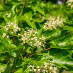 Hot Wings® Maple Tree 13 Hot Wings® Maple Tree -Green Plant Store Hot Wings Tartarian Maple 5