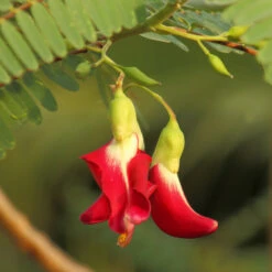 Red Hummingbird Tree (Sesbania Grandiflora) 11 Red Hummingbird Tree (Sesbania Grandiflora) -Green Plant Store Hummingbird Tree 5 FGT