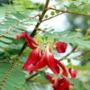 Red Hummingbird Tree (Sesbania Grandiflora) -Green Plant Store Hummingbird Tree FGT 600x6007 b68c261a 4975 472f 9834 447c6834b8ef