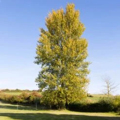 Superior Hybrid Poplar Tree 9 Superior Hybrid Poplar Tree -Green Plant Store Hybrid Poplar 3