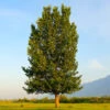 Superior Hybrid Poplar Tree -Green Plant Store Hybrid Poplar FGT 600x600 983a4ec6 0fdc 414b afee 5d483d831daa