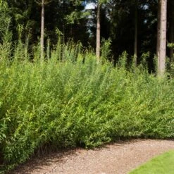 Willow Hybrid Tree 7 Willow Hybrid Tree -Green Plant Store Hybrid Willow 1