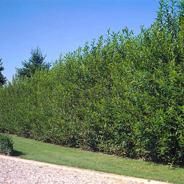 Willow Hybrid Tree 4 Willow Hybrid Tree - Image 2