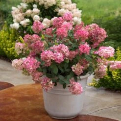 Fire Light® Hydrangea Shrub 8 Fire Light® Hydrangea Shrub -Green Plant Store Hydrangea FIrelight 6