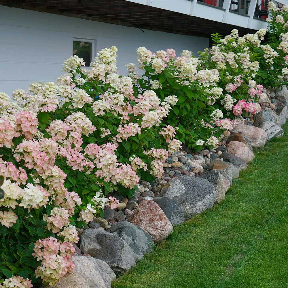 Fire Light® Hydrangea Shrub 4 Fire Light® Hydrangea Shrub - Image 2