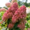 Fire Light® Hydrangea Shrub -Green Plant Store Hydrangea FIrelight FGT 600x600 fee6326c d7e3 40ef 9e05 bc9d50177a56