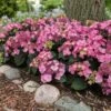 Endless Summer® Pop Star® Bigleaf Hydrangea 1 Endless Summer® Pop Star® Bigleaf Hydrangea -Green Plant Store Hydrangea Pop Star FGT 600x600 0c83e550 fcaf 4086 b2ff 076f1346bce2