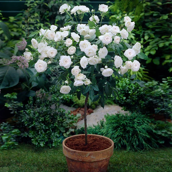 Iceberg Rose Tree 3 Iceberg Rose Tree