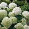 Incrediball® Hydrangea Shrub 1 Incrediball® Hydrangea Shrub -Green Plant Store Incrediball Hydrangea FGT 600x600 db11fa34 d7f4 42e8 b522 b771f9dfae02