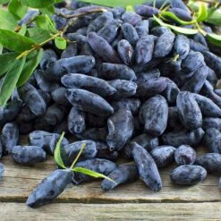 Indigo Gem Haskap (Honeyberry) -Green Plant Store Indigo GEm Haskap 2