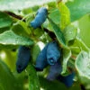 Indigo Gem Haskap (Honeyberry) -Green Plant Store Indigo GEm Haskap 600x600 b2f232b9 e3e1 493f 8d14 d84faacd7d64