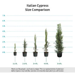 Italian Cypress 17 Italian Cypress -Green Plant Store Italian Cypress Size Comparison ugc test