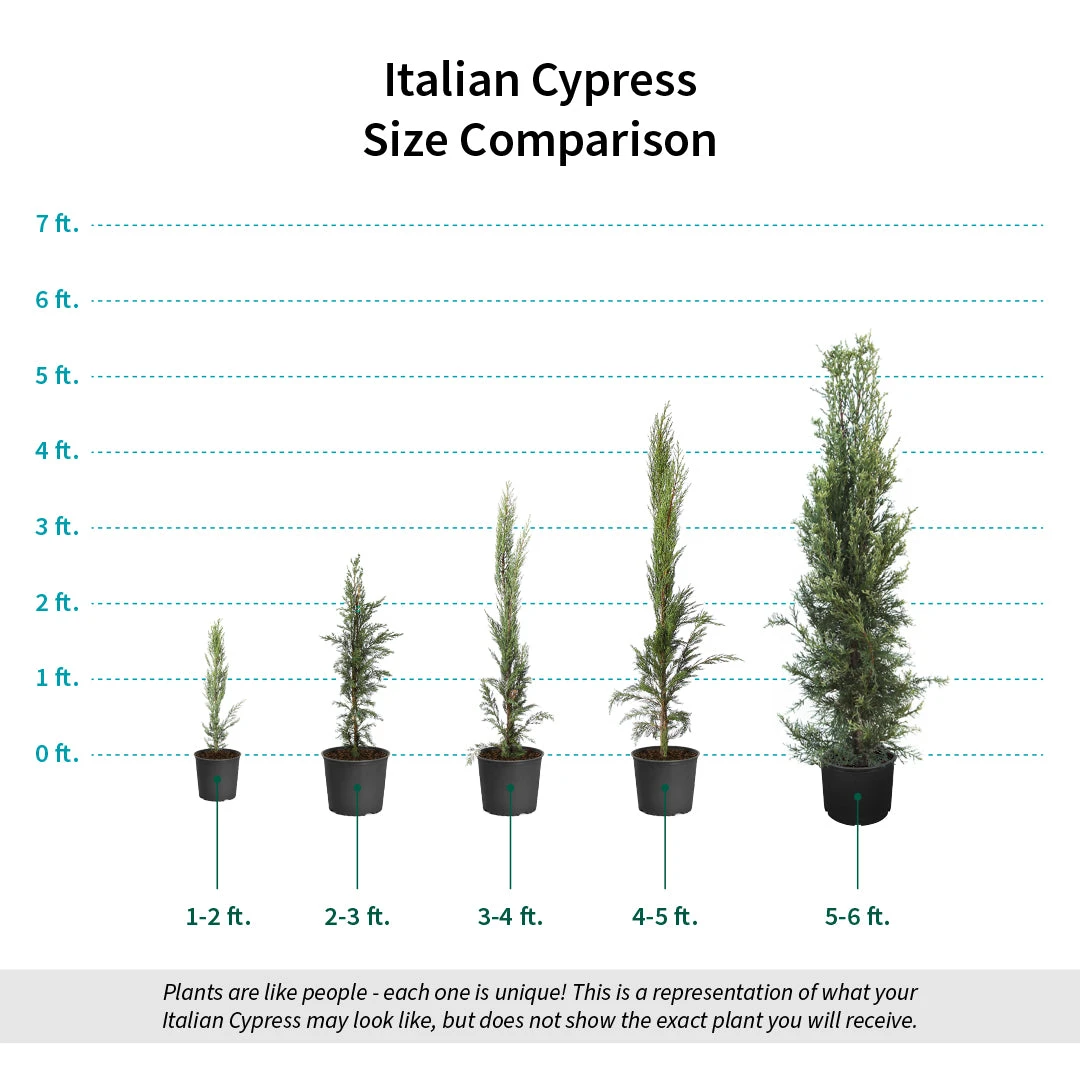 Italian Cypress 10 Italian Cypress - Image 8