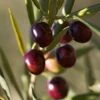 Italian Olive Tree 1 Italian Olive Tree -Green Plant Store Italian Olive Tree 350W