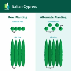 Italian Cypress 16 Italian Cypress -Green Plant Store ItalianCypress