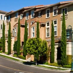 Italian Cypress 15 Italian Cypress -Green Plant Store Italian Cypress 3 FGT