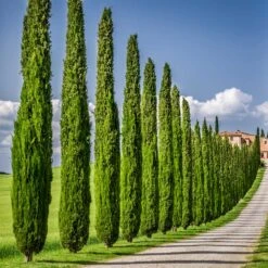 Italian Cypress 12 Italian Cypress -Green Plant Store Italian Cypress 6 FGT