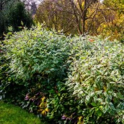 Ivory Halo Dogwood Shrub -Green Plant Store Ivory Halo Dogwood 2