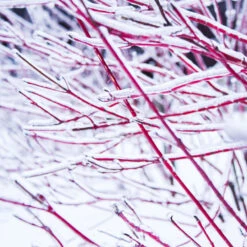 Ivory Halo Dogwood Shrub -Green Plant Store Ivory Halo Dogwood 4