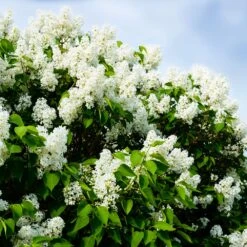 Ivory Silk Japanese Lilac Tree 10 Ivory Silk Japanese Lilac Tree -Green Plant Store Ivory Silk Lilac 1