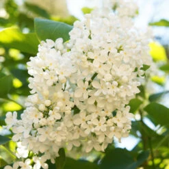 Ivory Silk Japanese Lilac Tree 9 Ivory Silk Japanese Lilac Tree -Green Plant Store Ivory Silk Lilac 4