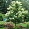 Ivory Silk Japanese Lilac Tree -Green Plant Store Ivory Silk Lilac 600x600 d6c141fb 9a23 47bf 8d02 1dc916db7bc9